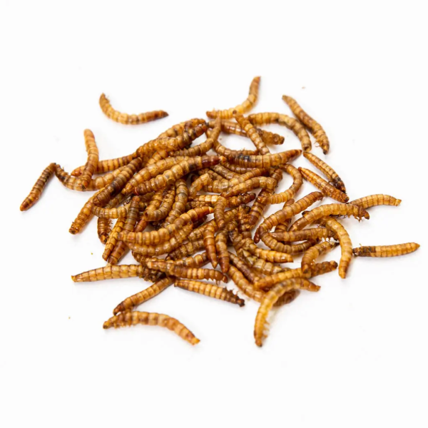 Dpat Queen Natural Dried Mealworms 850g - Image 3